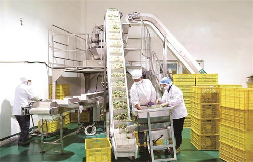 食品产业篇16 小黄豆 磨 出大产业 豆制品香飘海内外